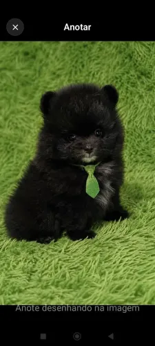 Spitz alemão ursinho super pelagem