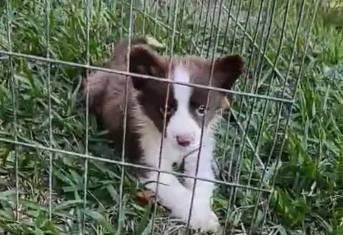 Border collie super inteligentes 