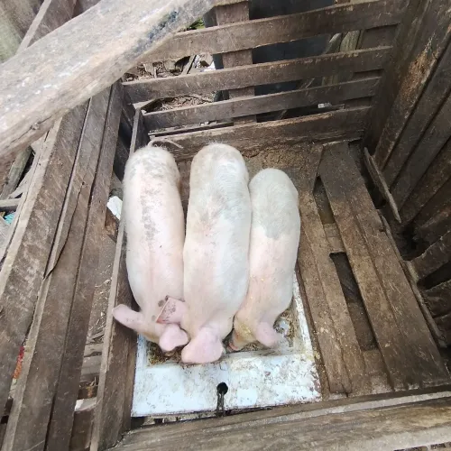 Porcos