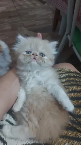 Filhotes de gato persas