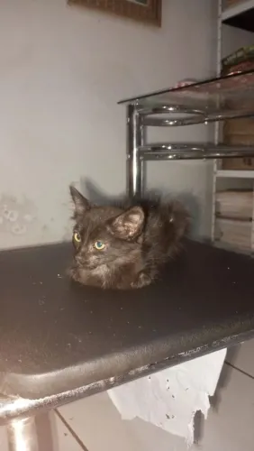 Gatinha super dócil e carinhosa para adoção.