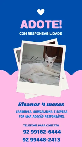 Doação de gatinha