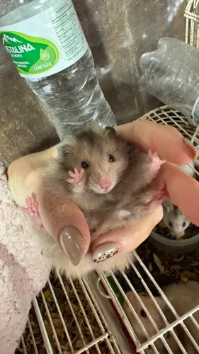 Promoção 2 filhotes hamster sírio