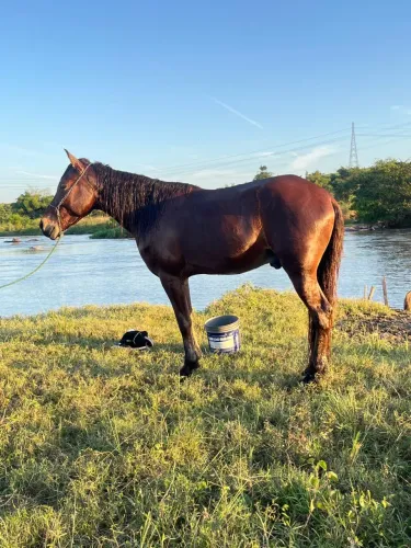 Cavalo