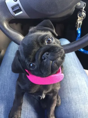 Pug Alegria que se encaixa no cotidiano