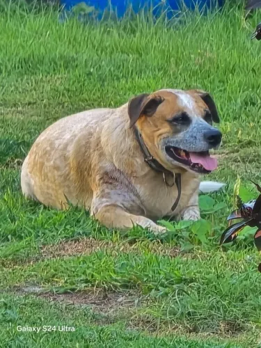 Adoção Responsável Cachorro: Biden, American Bull-Aussie Lindo e Dócil