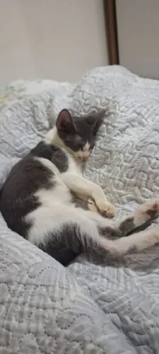 Gato 