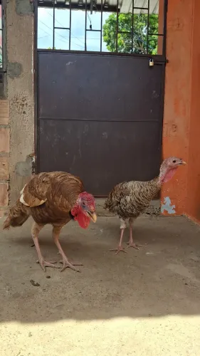 Vendo  casal de Peru 
