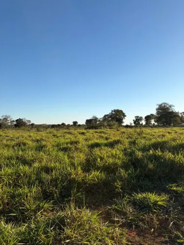 Fazenda com 115 Hectares a venda em Anastacio MS