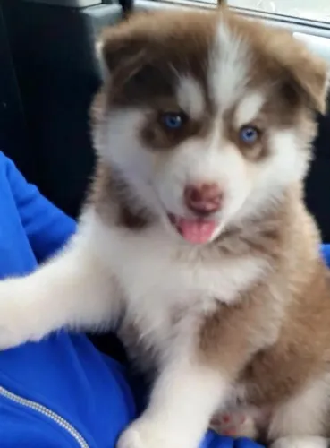 Husky siberiano excelente procedencia