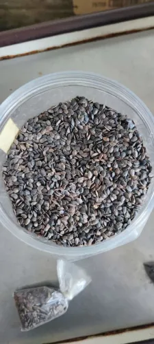 Vendo semente de maracujá amarelo 100% germinação
