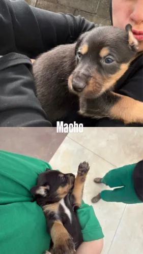 Cachorro filhote preto para adoção