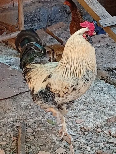 Galo Ameraucana 