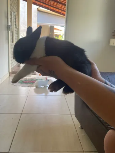 Mini Coelhos