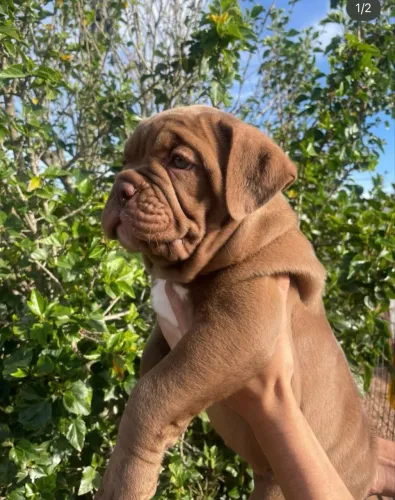 Buldogue campeiro 