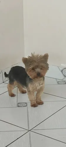 Vende se lindos Yorkshire Terrier