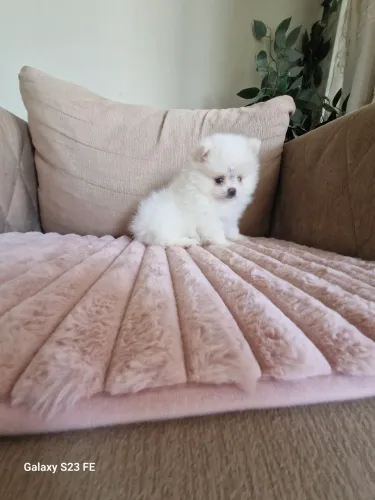 Feminha lulu da Pomerânia Anão 