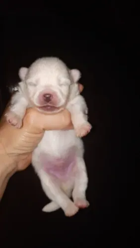 Lulu Pomerânia macho