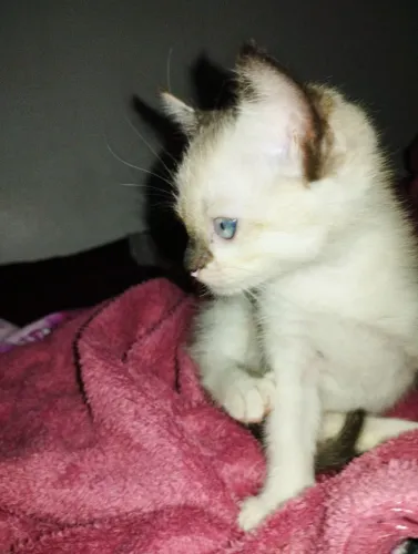 Gatinha para adoção