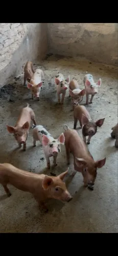 Leitões Duroc com Pietrain