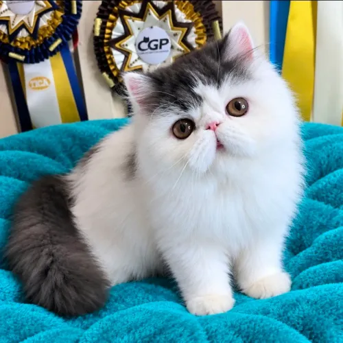 Filhote de gato persa