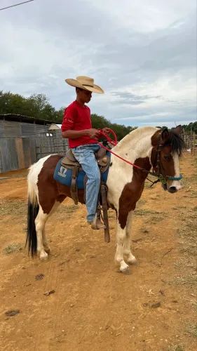 VENDE-SE égua piquira