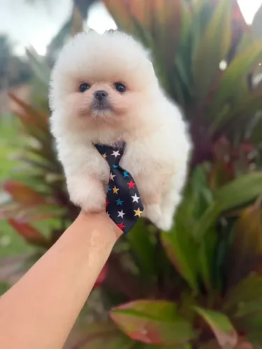 SPITZ ALEMÃO - LULU DA POMERÂNIA !!!