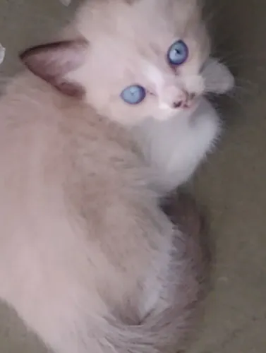 Gatinho pra doação