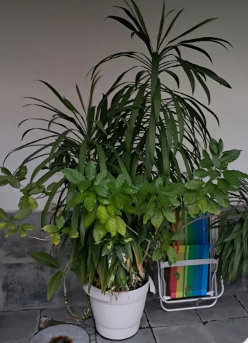 Plantas no vaso