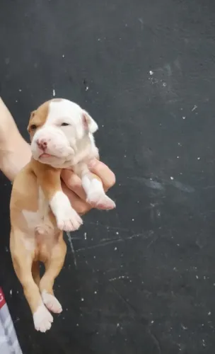 FILHOTES PITBULL PURO MACHO E FÊMEA