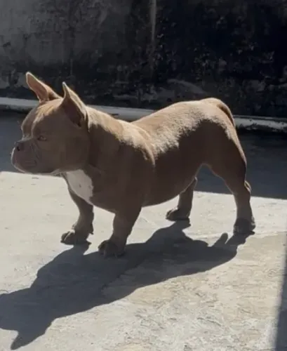 América bully micro 