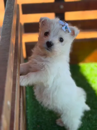 Linda e Exuberante - Filhote West Terrier