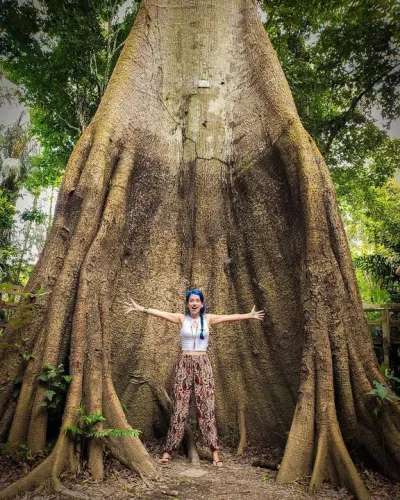 mudas da Sumaúma: a árvore rainha, gigantesca e sagrada da Amazônia cresce 70 metros