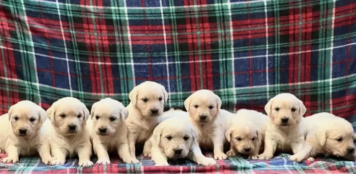 Saúde e fofura em um só Pacote: Filhotes de Golden macho disponíveis.