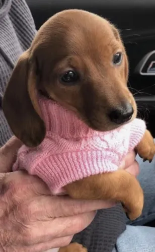 Basset Teckel Inteligência e Companheirismo