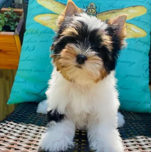 Biewer Terrier Fêmea - Puro Amor em Forma de Filhote