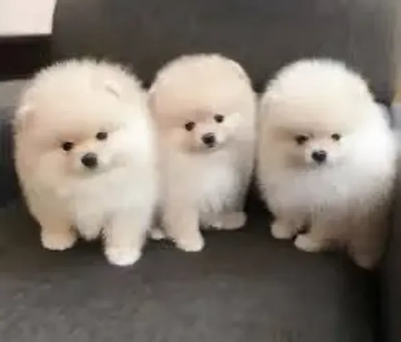 Lindos filhotes de Spitz Alemão para seu bolsinho 