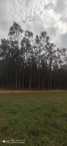 Venda de eucalipto