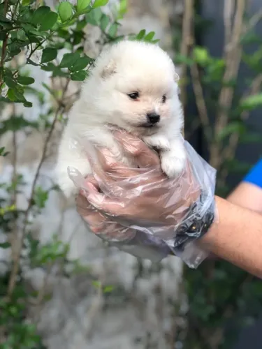 Spitz Alemão Anão- Fêmea coloração branca com 55 dias, padrão ursinho-Dani