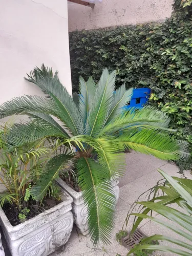 Vaso de planta com um Sagu grande