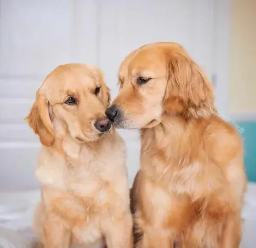 Golden Retrievers adoráveis à procura de um lar!