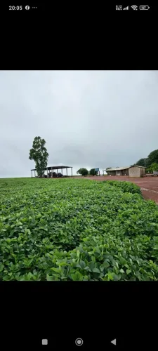 Fazenda de arrendamento 1.200hec em planalto da serra MT grade 12 sacas