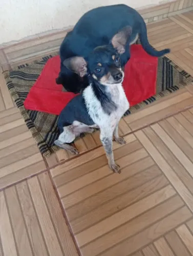 Pincher Macho