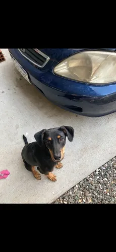 Doação cachorro 6 meses 