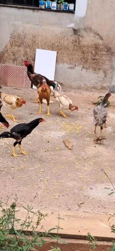 Galinhas caipira 