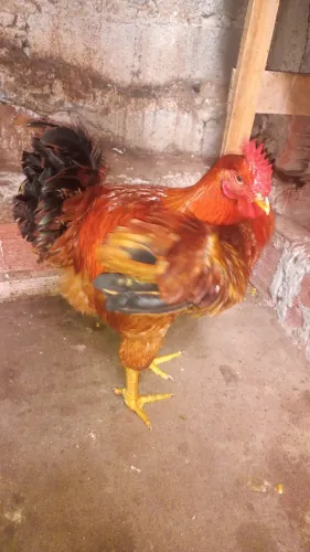 Frango caipira vermelho