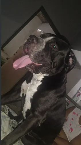 Cachorro cane corso 1.600