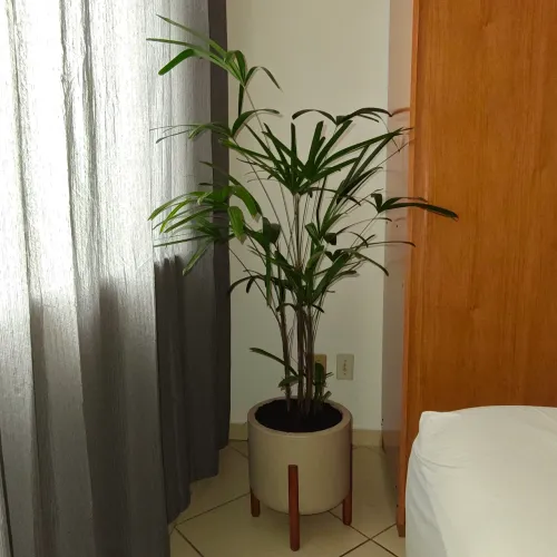Planta Palmeira Ráfia + vaso