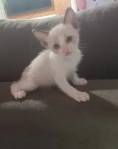 Gato para doação 