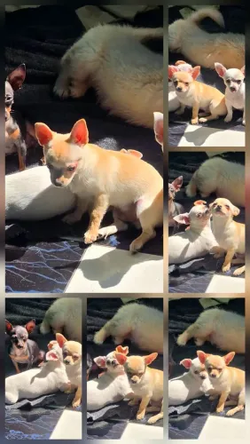 Chihuahua